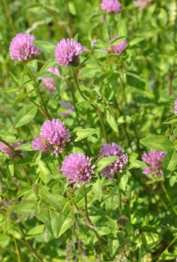 Çayır yoncası (Trifolium pratense) yabani otların arasındaki çayırda yetişir. 