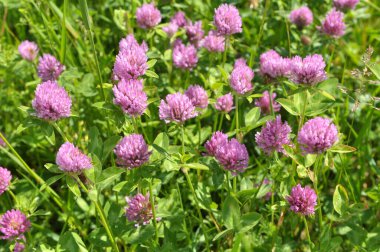 Çayır yoncası (Trifolium pratense) yabani otların arasındaki çayırda yetişir. 