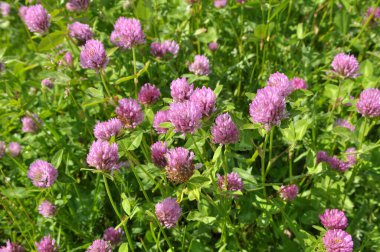 Çayır yoncası (Trifolium pratense) yabani otların arasındaki çayırda yetişir. 