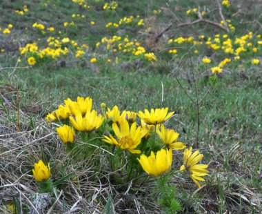 Adonis vernalis, dağlarda yetişir vahşi doğada.