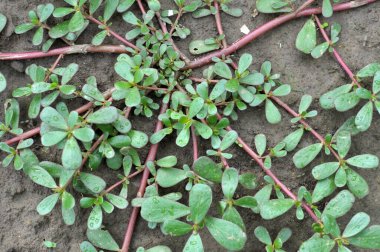 Doğada, toprakta, bir yabani ot gibi purslane yetişir (Portulaca oleracea)