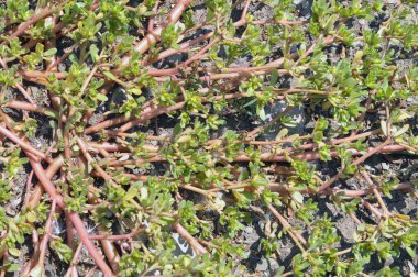 Doğada, toprakta, bir yabani ot gibi purslane yetişir (Portulaca oleracea)