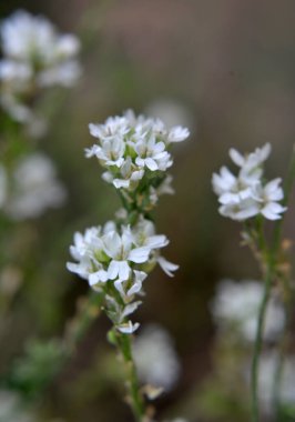 Berteroa incana yabani doğada yetişen bir ot gibi