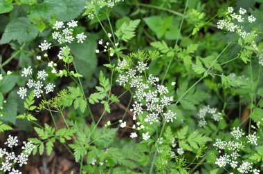 Zehirli bitki chaerophyllum temulum vahşi doğada yetişir