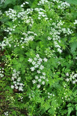 Zehirli bitki chaerophyllum temulum vahşi doğada yetişir