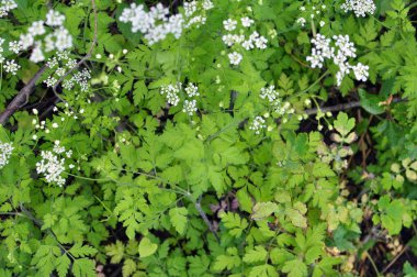 Zehirli bitki chaerophyllum temulum vahşi doğada yetişir