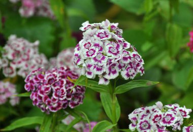 Bahçede çiçeklerin açtığı karanfiller.