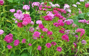 Bahçede çiçeklerin açtığı karanfiller.