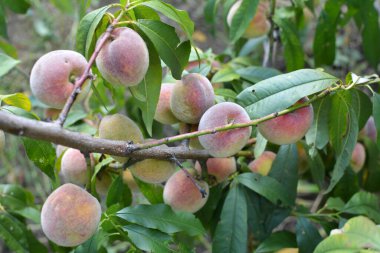 Yeşil yapraklı bir ağacın dalında olgun şeftali meyveleri yetişir.