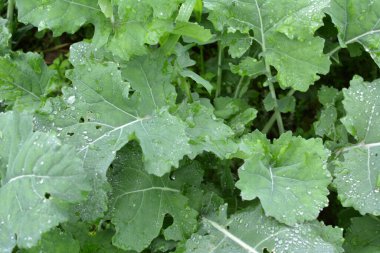 Sonbahar tarlasında kış tecavüzü büyüyor..