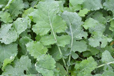 Sonbahar tarlasında kış tecavüzü büyüyor..