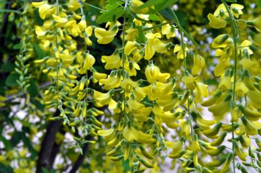 İlkbaharda, doğada süslü bir laburnum çalısı açar. 