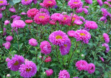 Yazın sonlarında ve sonbaharda, bahçe astarı çiçek tarhında yetişir.