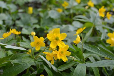 İlkbaharda vahşi ormanda anemon sarısı açar (Anemone ranunculoides).
