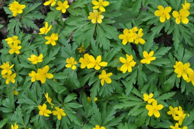 İlkbaharda vahşi ormanda anemon sarısı açar (Anemone ranunculoides).