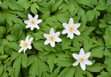 Ormanın vahşi yaşamında erken bahar çiçekleri. İlkbahar bitkisi Anemone nemorosa.