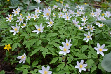 Ormanın vahşi yaşamında erken bahar çiçekleri. İlkbahar bitkisi Anemone nemorosa.