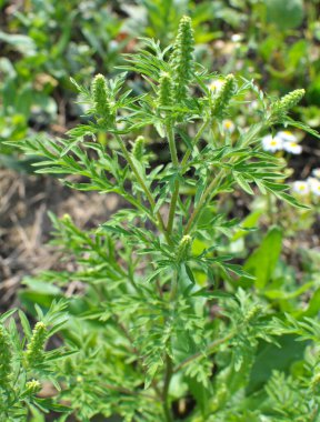 Yazın, yabani otlar (Ambrosia artemisiifolia) doğada yetişir.