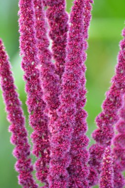 Amaranth yazın bahçede yetişir.