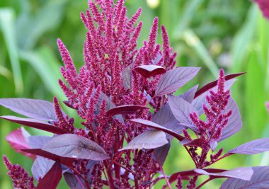 Amaranth yazın bahçede yetişir.