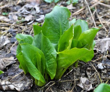 Arum (Arum besserianum) ilkbaharın başlarında ormanda yetişir..