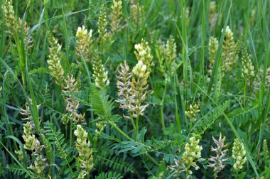 Astragalus cicer yabani otların arasında yetişir.