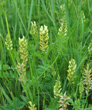 Astragalus cicer yabani otların arasında yetişir.