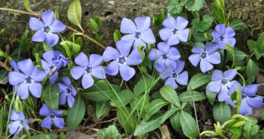 In the spring in nature blooms periwinkle small (Vinca minor) clipart