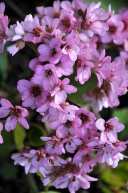Çiçek yatağında baharda çiçek çiçeği Bergenia (Badan