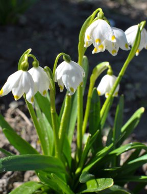 Baharda, Leucojum vernum vahşi doğada açar.