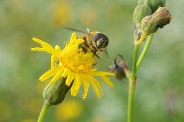 In the wild, a dipterous insect Eristalis tenax of the family Syrphidae on a flowering plant