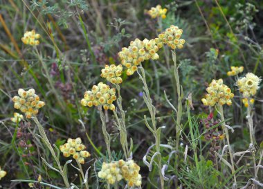 Yazın vahşi doğada, çiçeklerin büyümesi (Helichrysum arenaryumu)