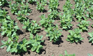 Baharda, genç At Fasulyesi (Vicia Faba) bir tarlada yetişir.