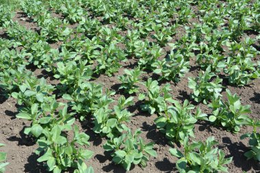 Baharda, genç At Fasulyesi (Vicia Faba) bir tarlada yetişir.