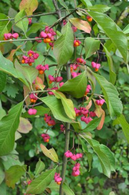 Doğada, Euonymus europaeus 'un dalında olgunlaşmış meyveler kutularla 