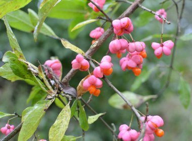 Doğada, Euonymus europaeus 'un dalında olgunlaşmış meyveler kutularla 