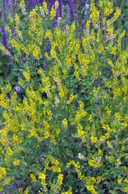 Melilot sarısı, tırtıklı melilot (Melilotus officinalis) yazın vahşi doğada açar.