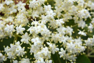 İlkbaharda, yaban mersini filizlenir.