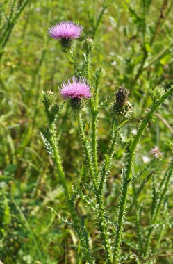 Devedikeni (Carduus acanthoides) yazın vahşi doğada yetişir.