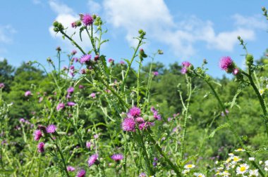 Devedikeni (Carduus acanthoides) yazın vahşi doğada yetişir.