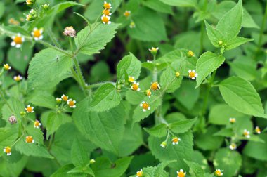 Ot türlerinden biri tarlada çiçek açar - galinsoga parviflora