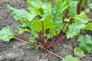 Red table beet grows in open organic soil