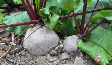 Red table beet grows in open organic soil