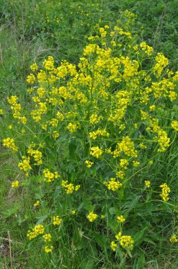 Yabani otlar gibi, bunias orientalis vahşi doğada yetişir.
