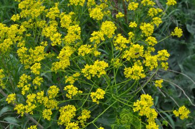 Yabani otlar gibi, bunias orientalis vahşi doğada yetişir.