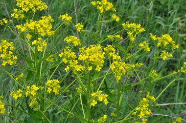 Yabani otlar gibi, bunias orientalis vahşi doğada yetişir.