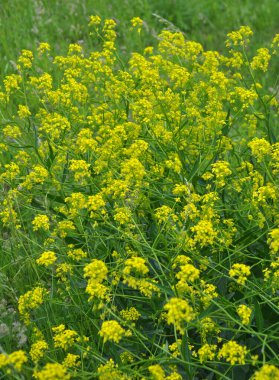 Yabani otlar gibi, bunias orientalis vahşi doğada yetişir.