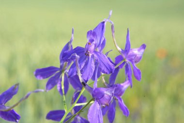 Consolida regalis tarlada ekinlerin arasında çiçek açıyor.