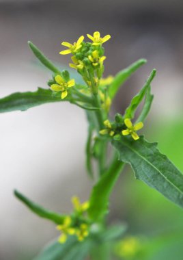 Vahşi doğada, sisimbrium officinale yabani ot gibi yetişir.