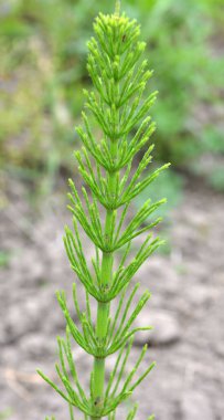 At kuyruğu tarlası (Equisetum arvense) vahşi doğada yetişir..